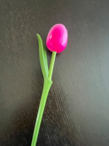 Holland america cruise tulip - holland,